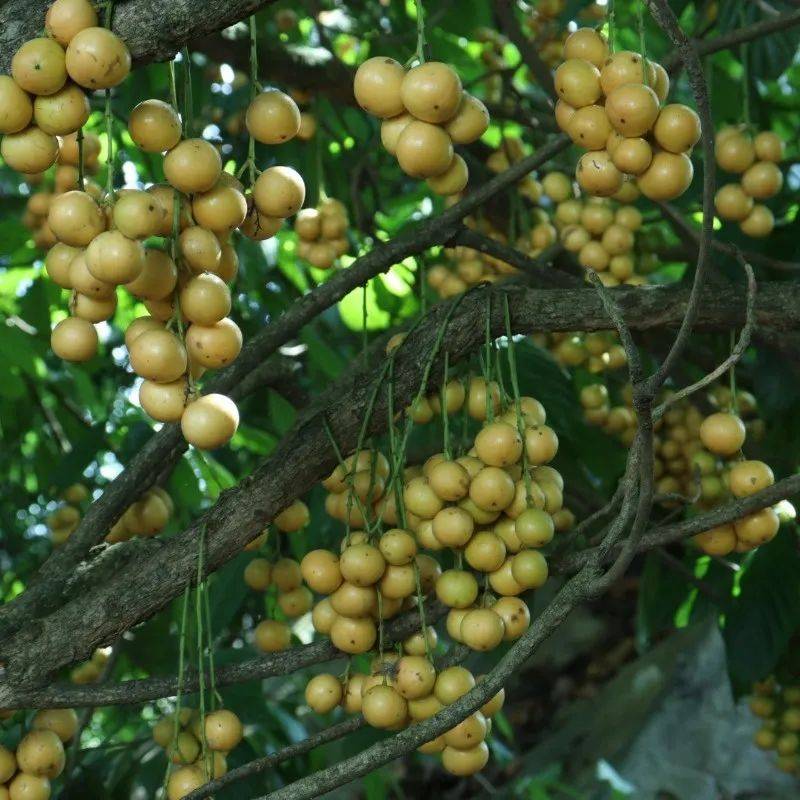 是一种野生的热带水果,俗称三丫果,本地傣语叫"ma fai",又名"燃情果"