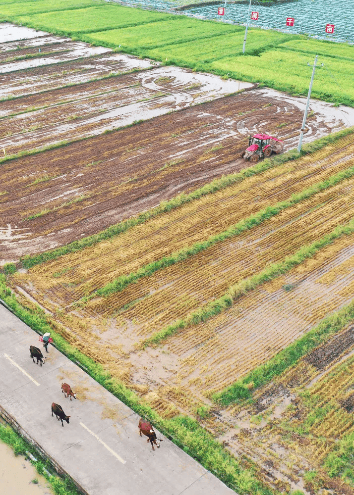 收获一"夏",湖南夏收,夏种,夏管稳步进行中