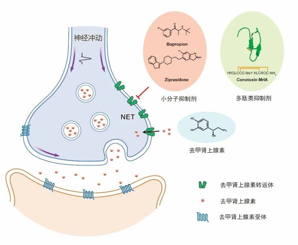 去甲肾上腺素合成图片