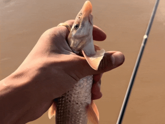 黄河"鸽子鱼"回归?黄河郑州段出现神秘鱼种,水产专家揭开真相