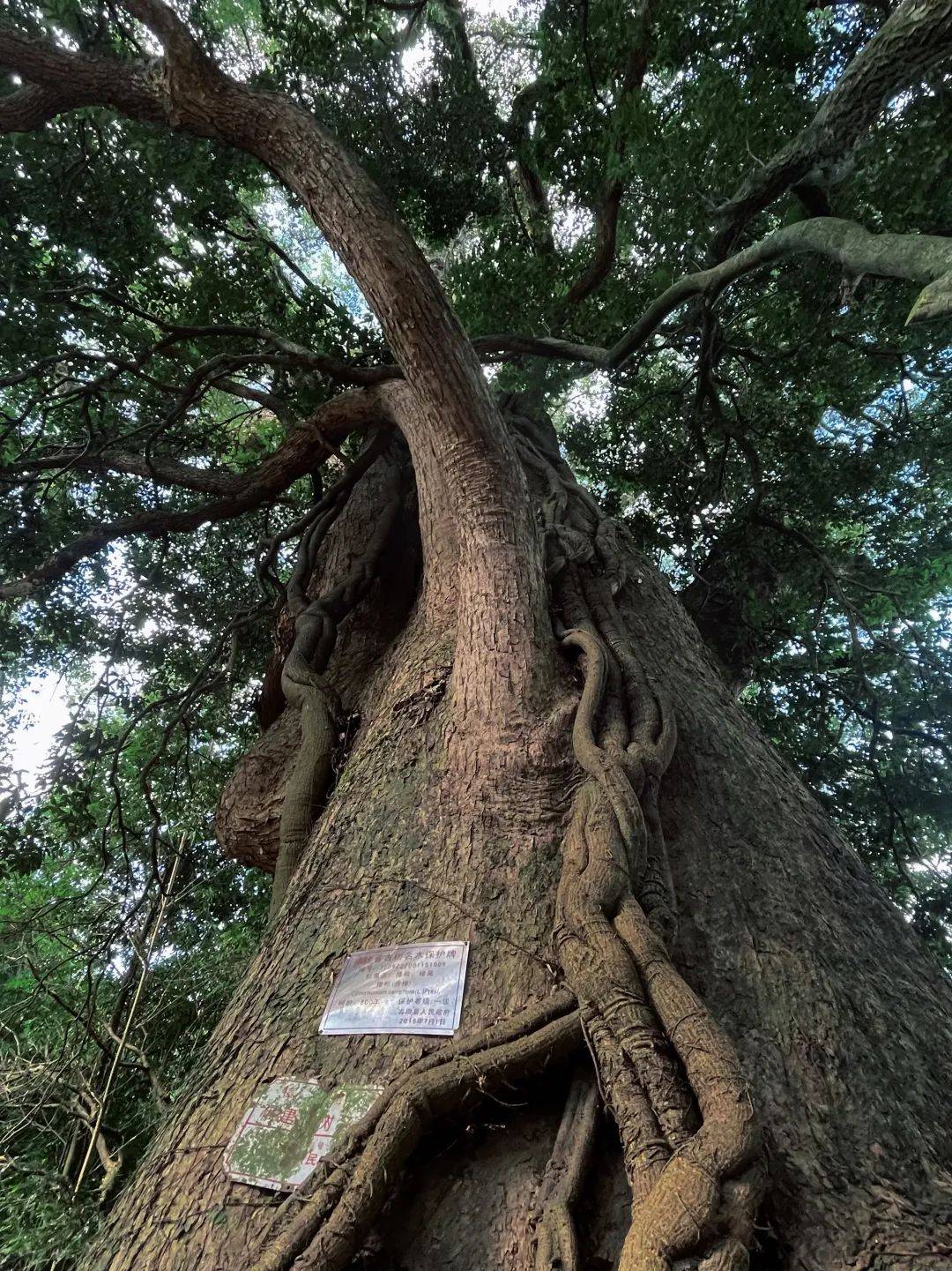 【绿色古田】林业专家为800年古樟"把脉问诊"_樟树_保护_进行了