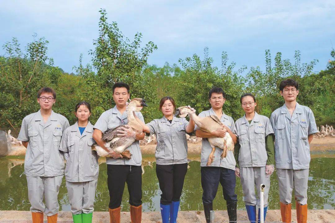 当"仲恺科技"遇上饶平狮头鹅