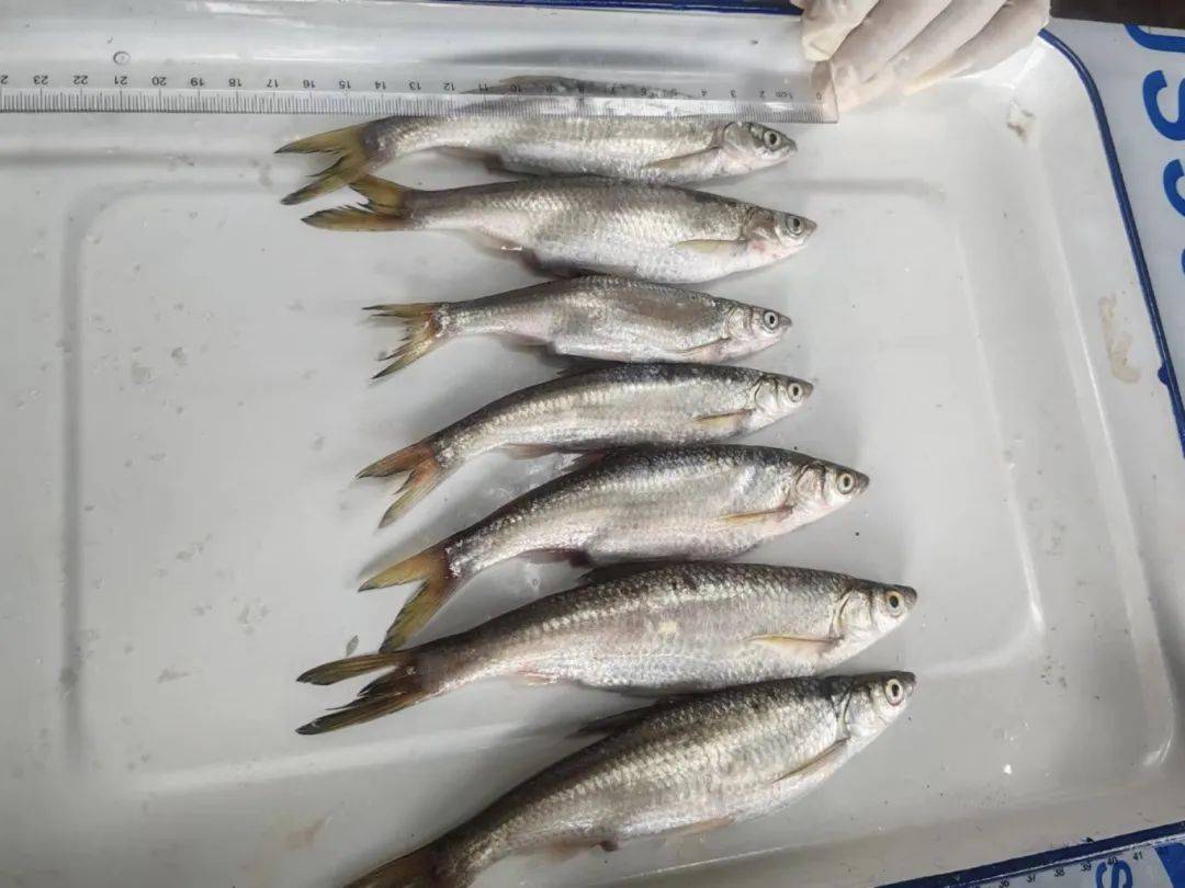 揭秘"洱海鱼"!洱海里有多少种鱼?它们都长啥样?