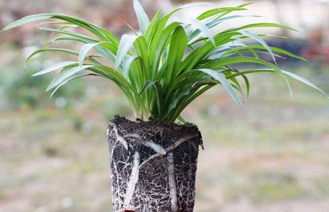 吊兰不开花?3个养护"小技巧",抽穗疯长,半年不到养开花!