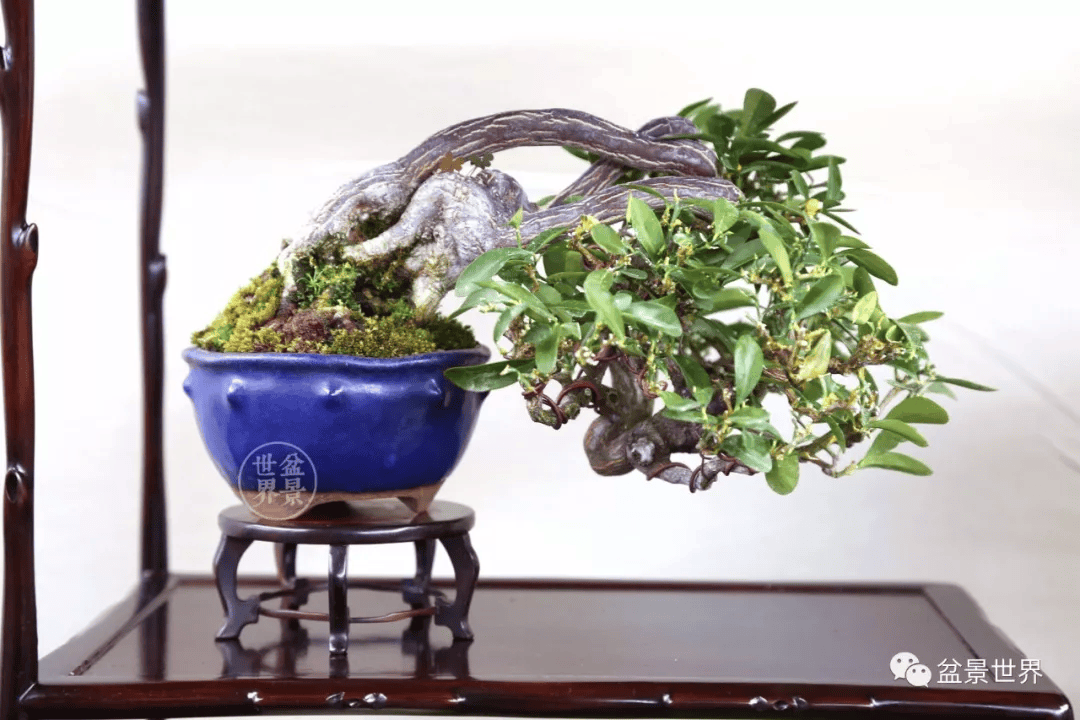 紧急提醒!这种盆景不能买卖,涉嫌违法