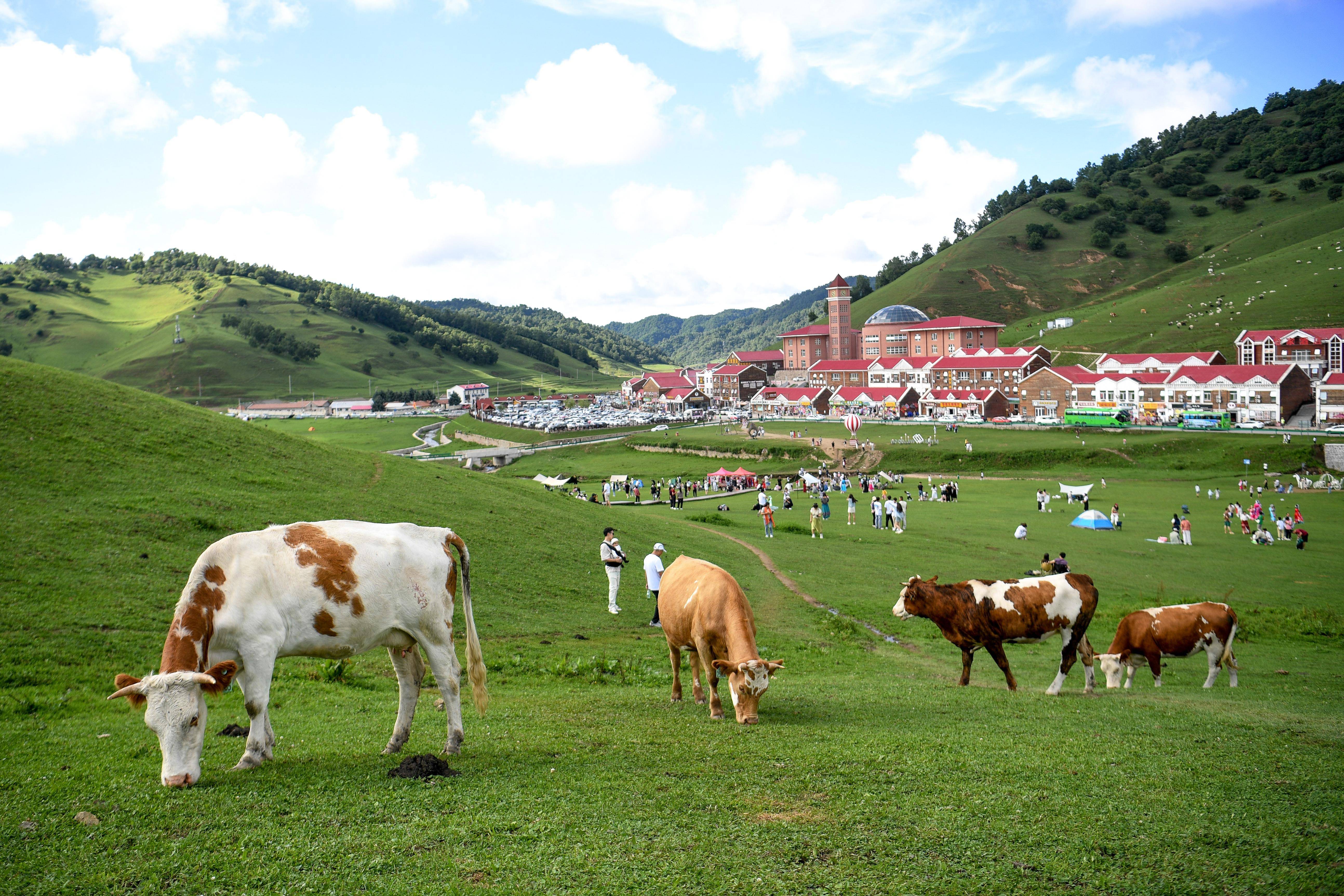 陕西陇县:关山草原夏日美