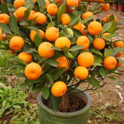 阳台种"6种"盆栽水果,好养好打理,当年就挂果,棵棵结满了果