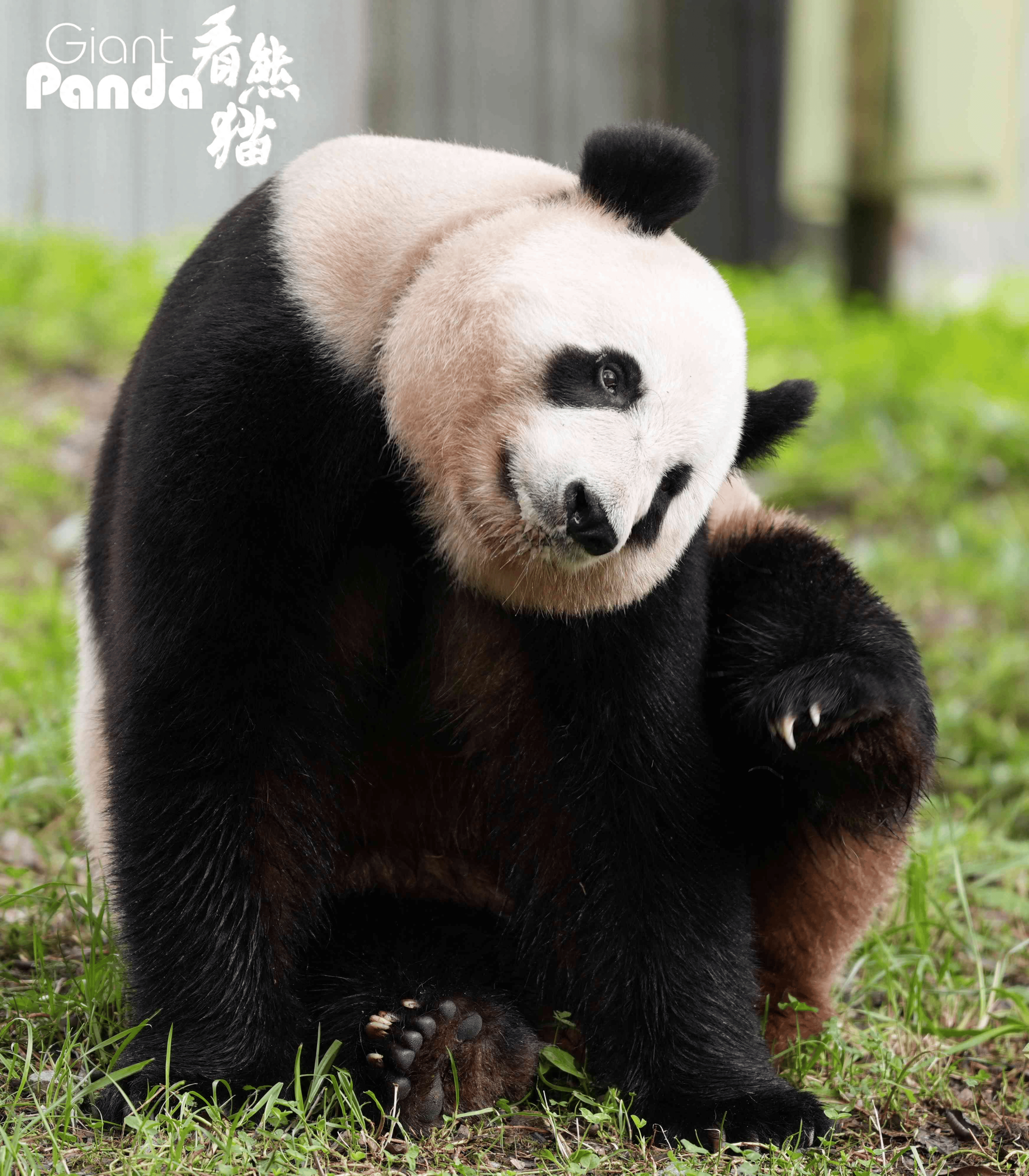 每周一只猫|"放养式带娃的妈妈":大熊猫"淑琴"