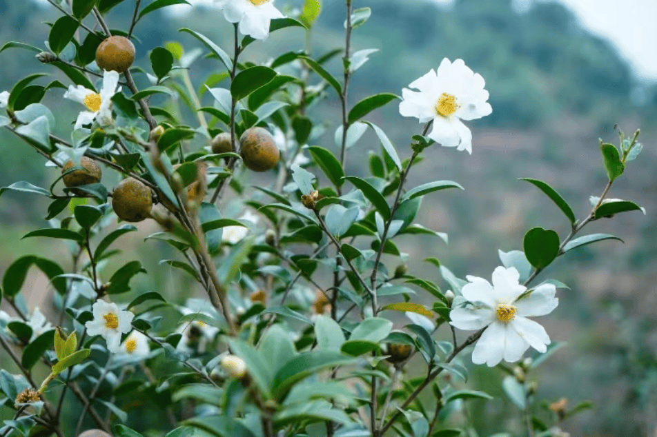 去油 茶图片