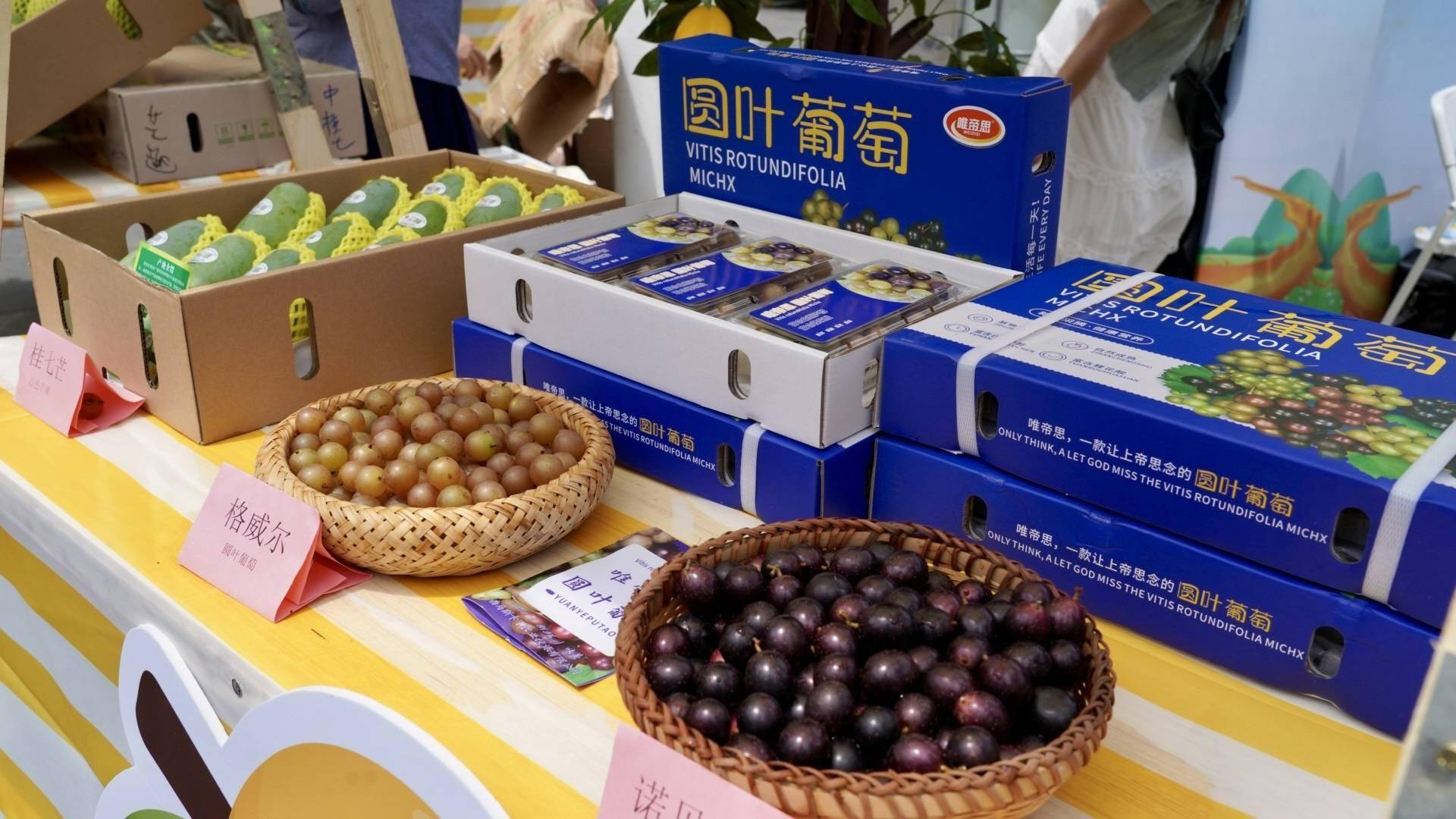 "壮山农鲜"闪耀羊城!百色田阳芒果"出山入湾"