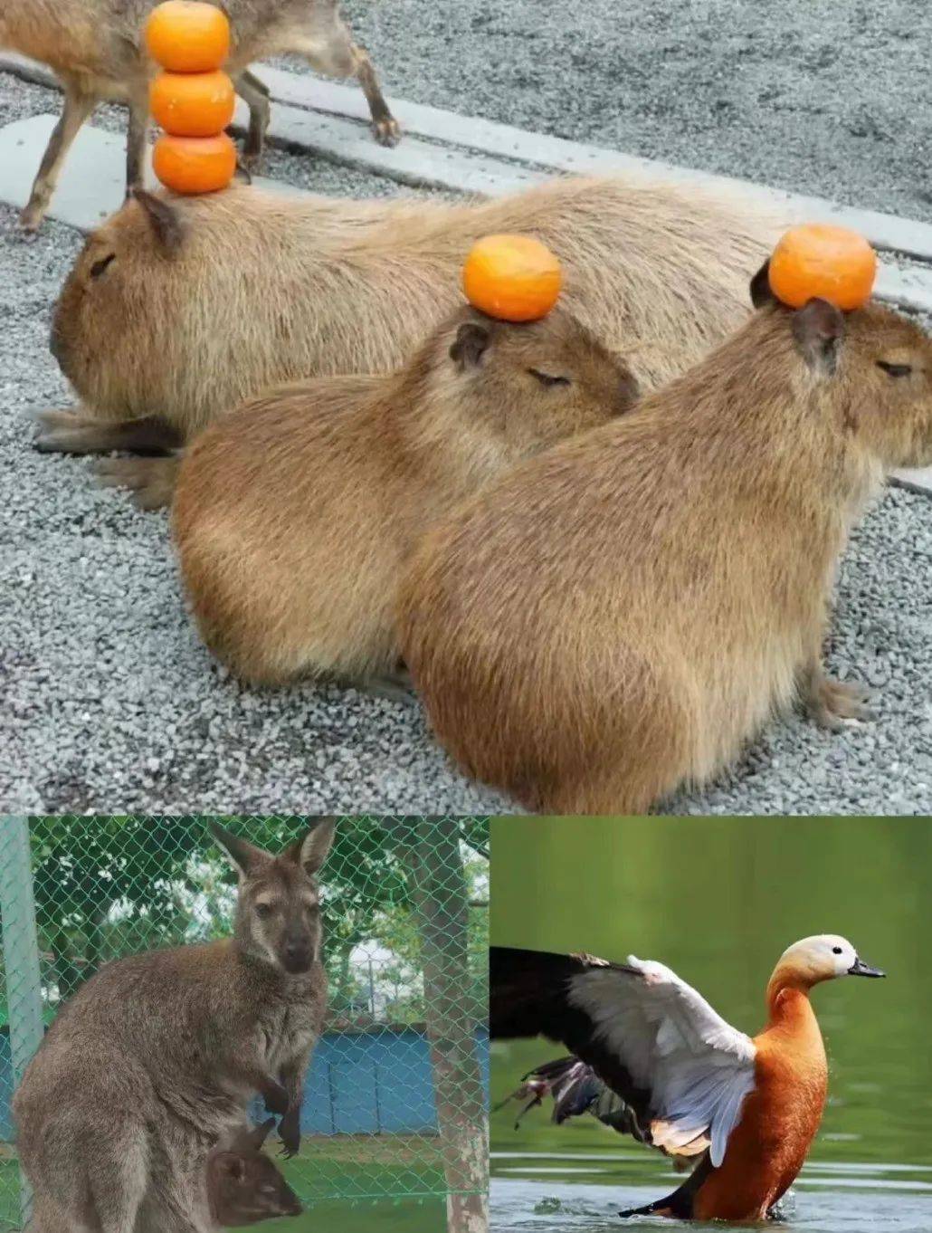 红鼻子乐园已经是next level啦!