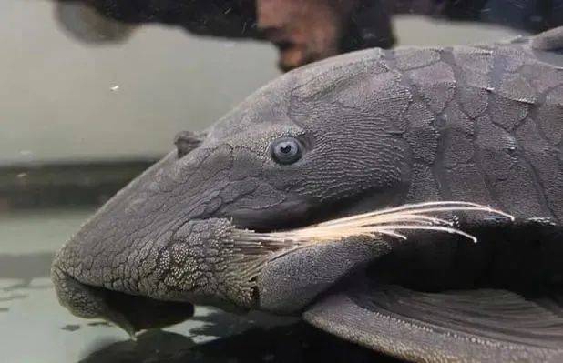 防范外来物种入侵丨清道夫鱼