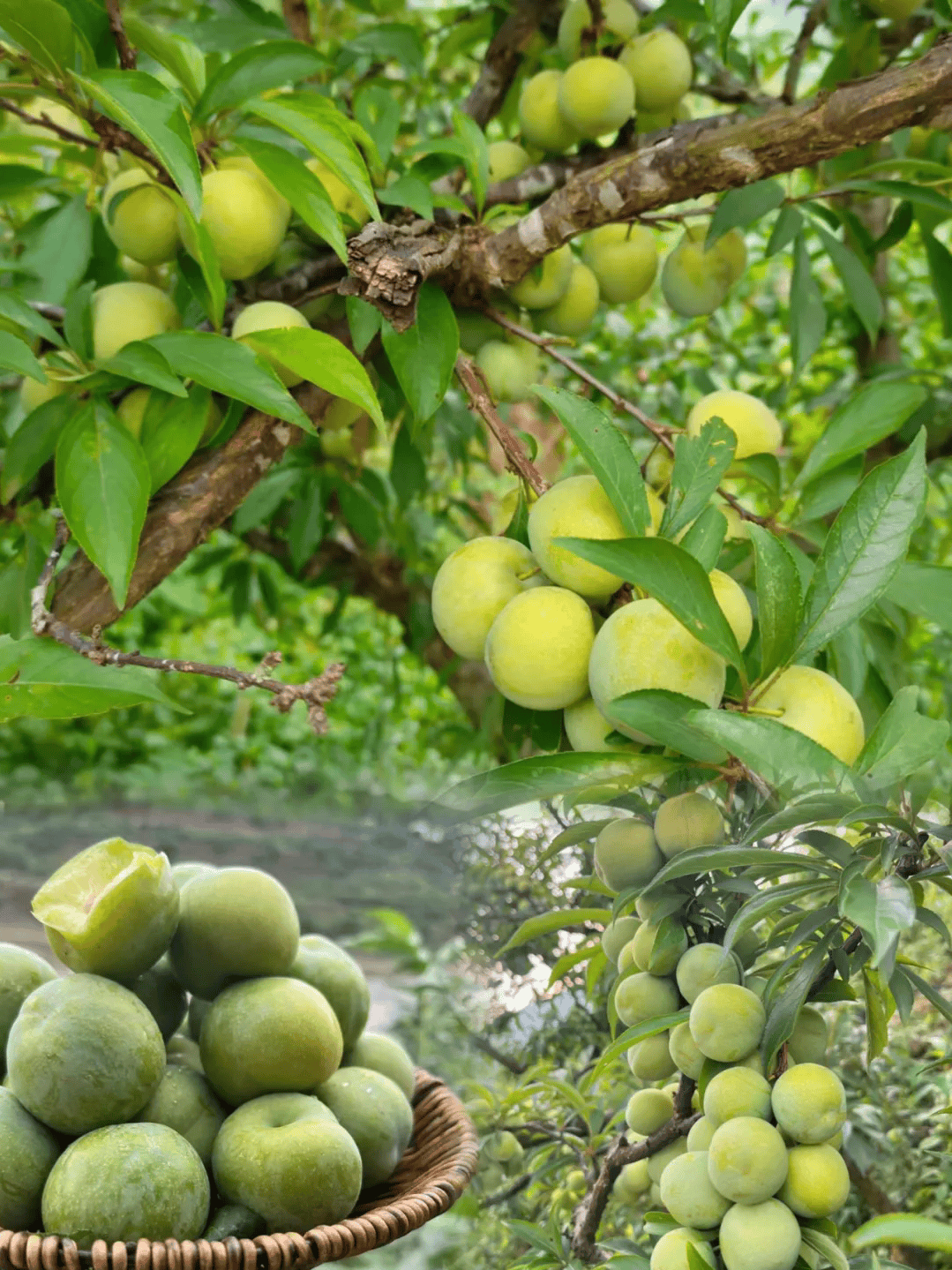 好诱人 阿坝州的青脆李等你们来"炫"!_茂县_理县_李子