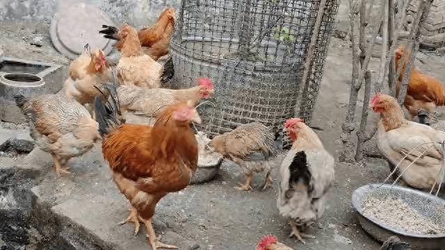 老婆说:回家几天还没吃到家养的鸡,今天必须安排上,这鸡.