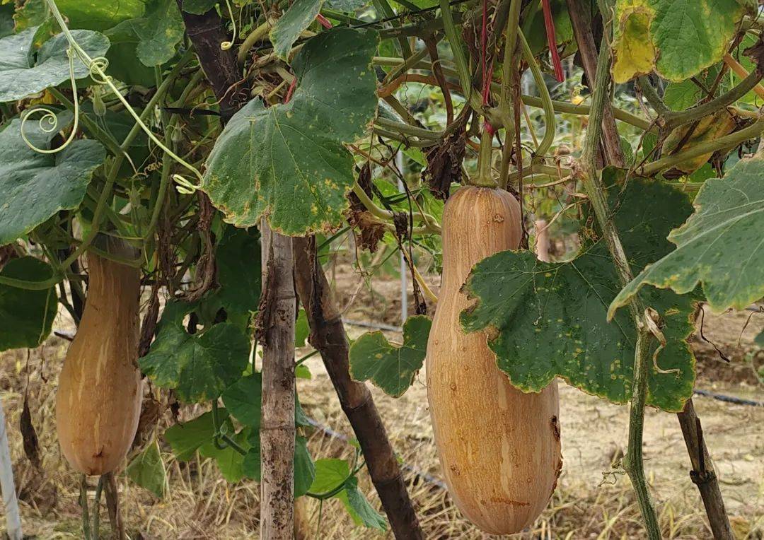 可生吃!深汕大安村奶油南瓜上市了|"百千万工程"一线报告