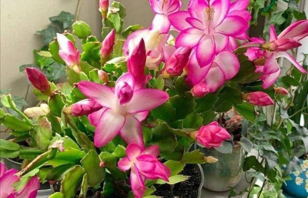 蟹爪兰花期要到了,1个"小动作",能让花量多10倍,满头花苞