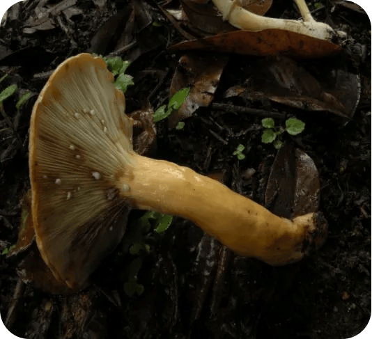 多皱乳菇(无毒)04误区四:生虫的蘑菇无毒?