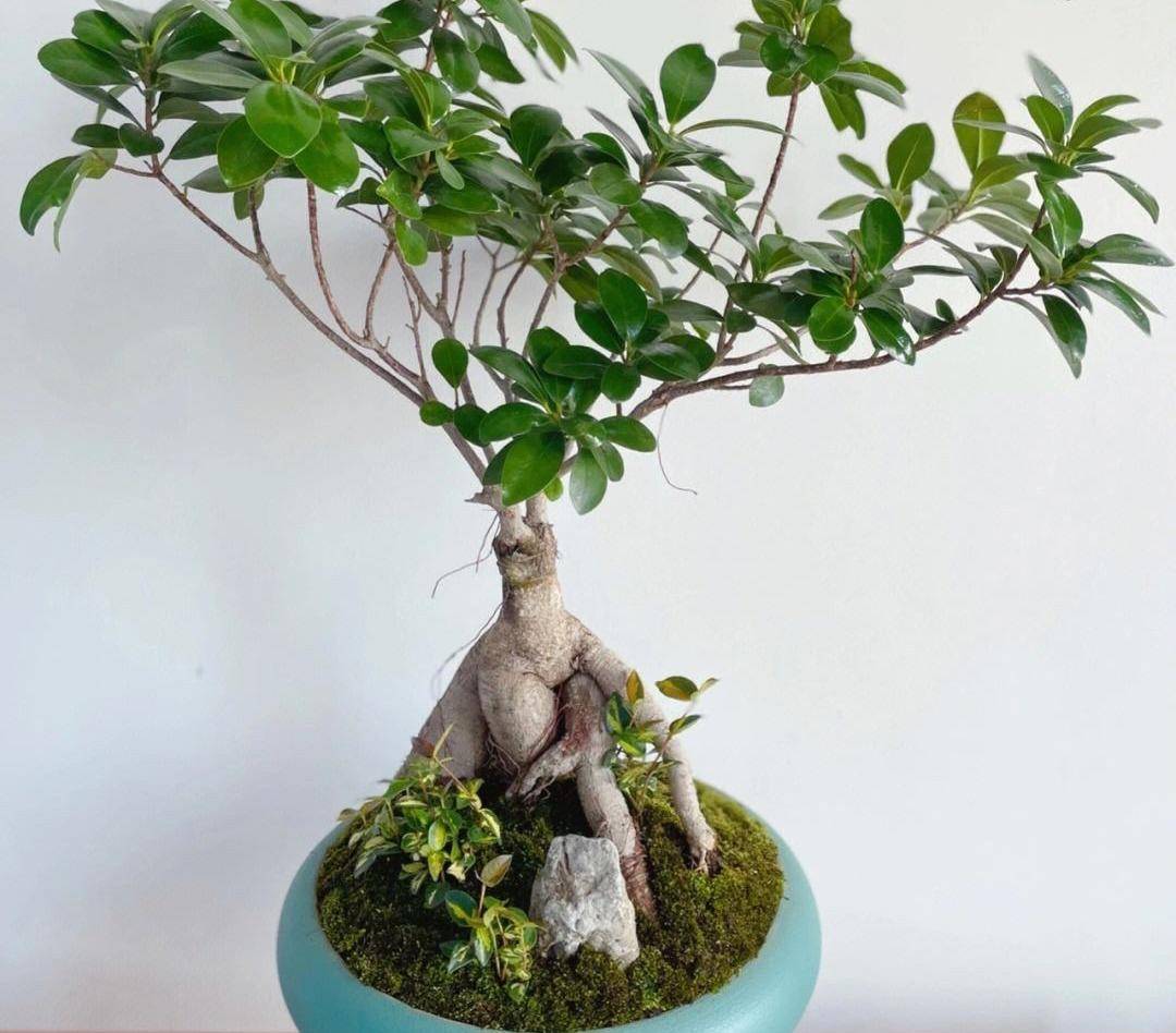 "6种"绿植不耐寒,冬季搬入室内养,年年翠绿茂盛,安全越冬!