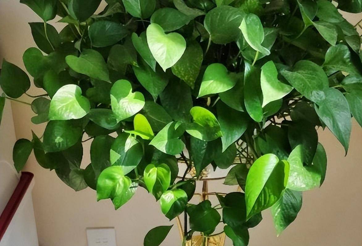 "6种"绿植不耐寒,冬季搬入室内养,年年翠绿茂盛,安全越冬!