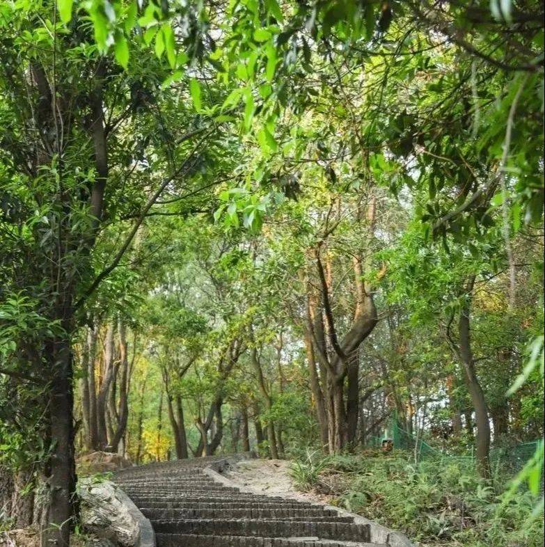 在巨大的天然"氧吧"东山森林公园被打造为健康主题公园公园内有篮球场