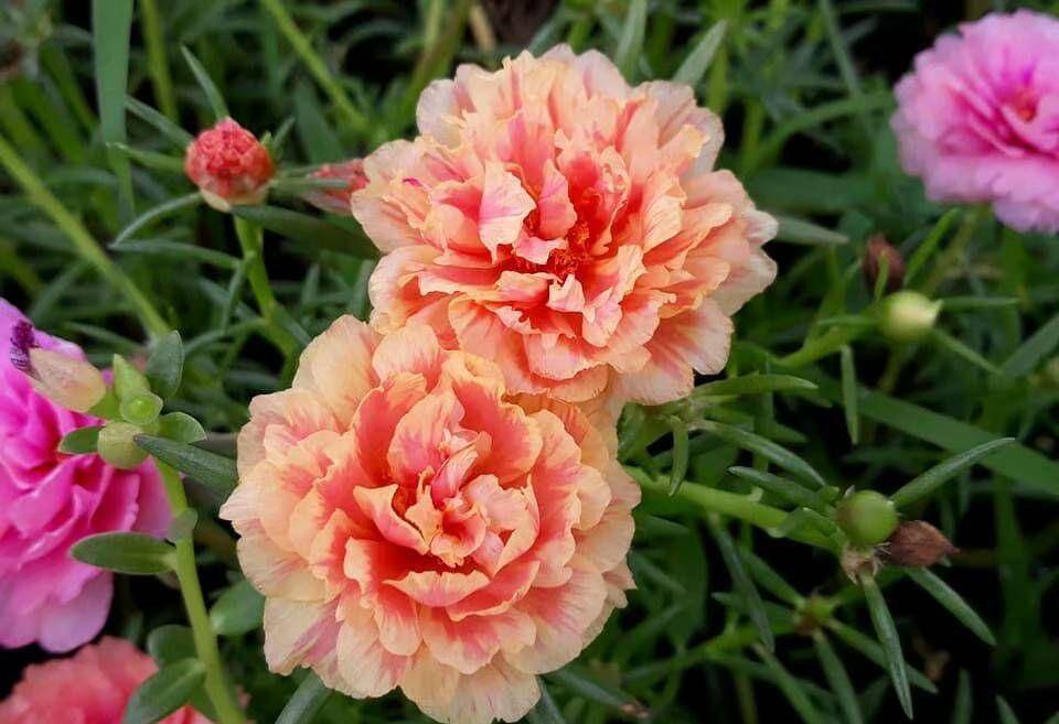 有一些颜色的太阳花,开花的时候就像小仙女一样