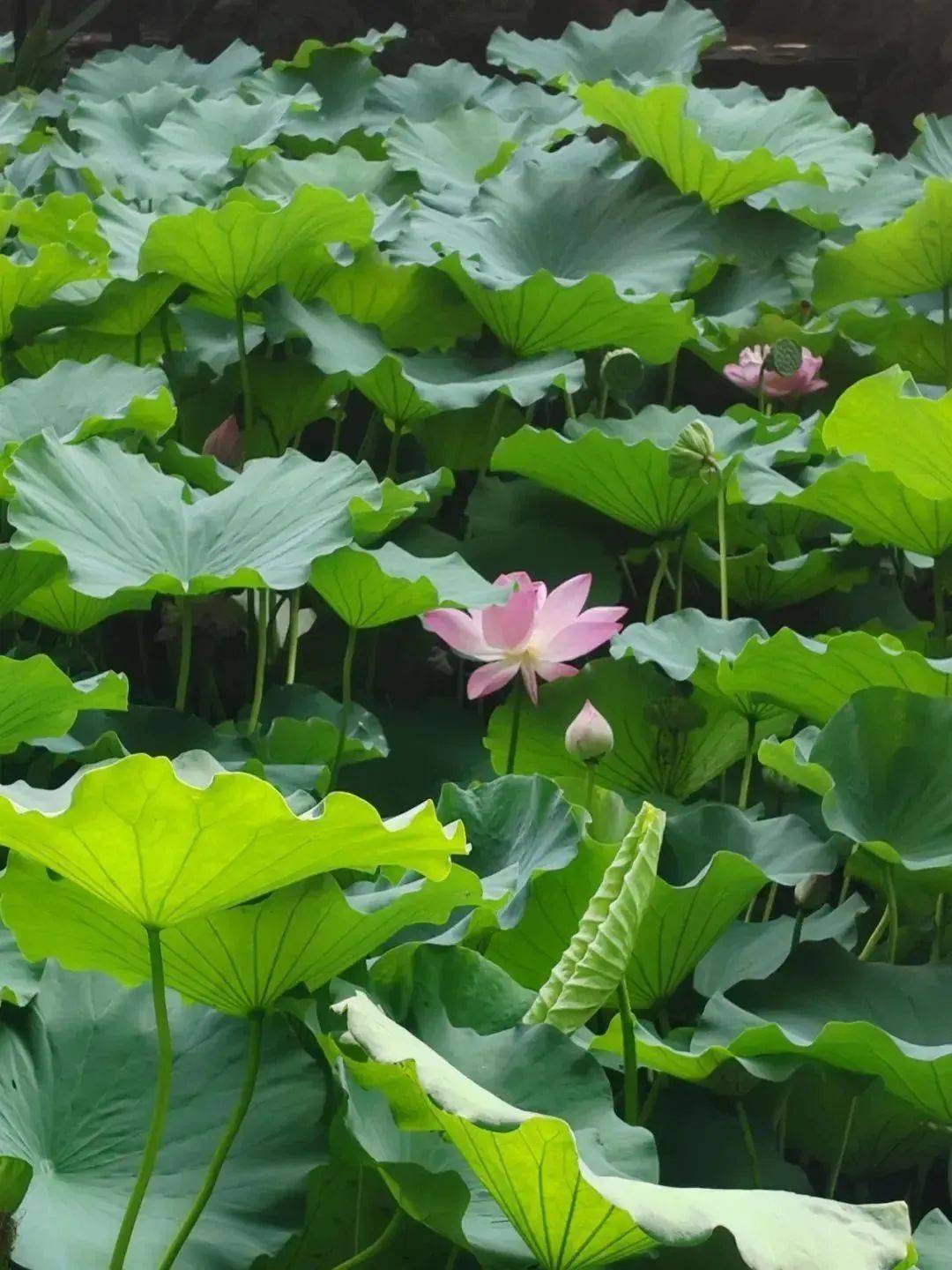 荷花池风景图片大全图片