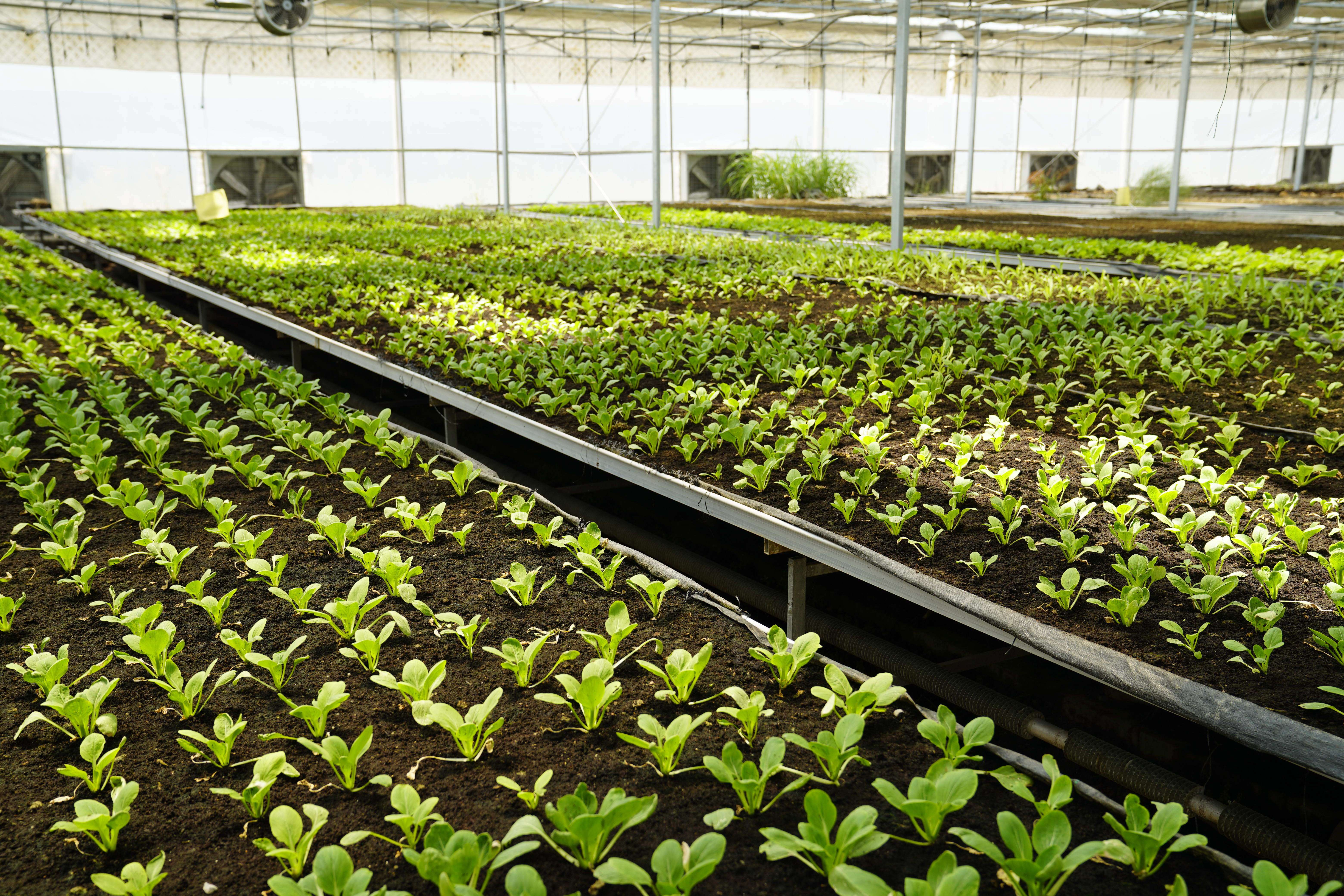 务实耕耘 共同发展——探访乌兹别克斯坦上合组织农业基地中乌现代