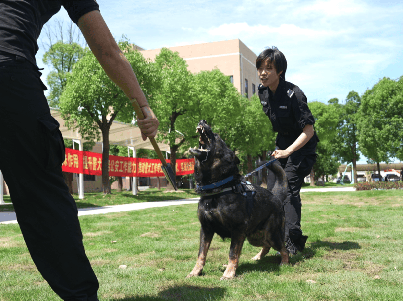 战友"优异成绩的训导员警犬技术比武中取得在2024年上海公安机关备战!