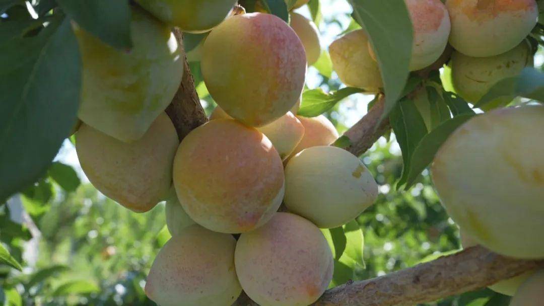 赴一场"多巴胺"水果盛宴~_种植_冬枣_桃子