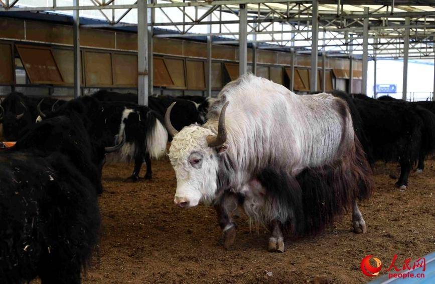 活力西藏|看"天选牧场"如何打造"牛"产业_当雄县_牦牛_方式