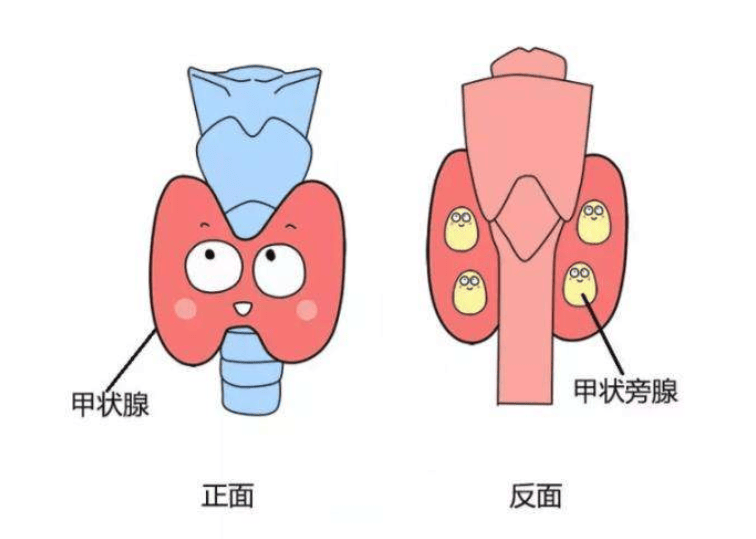 甲状旁腺