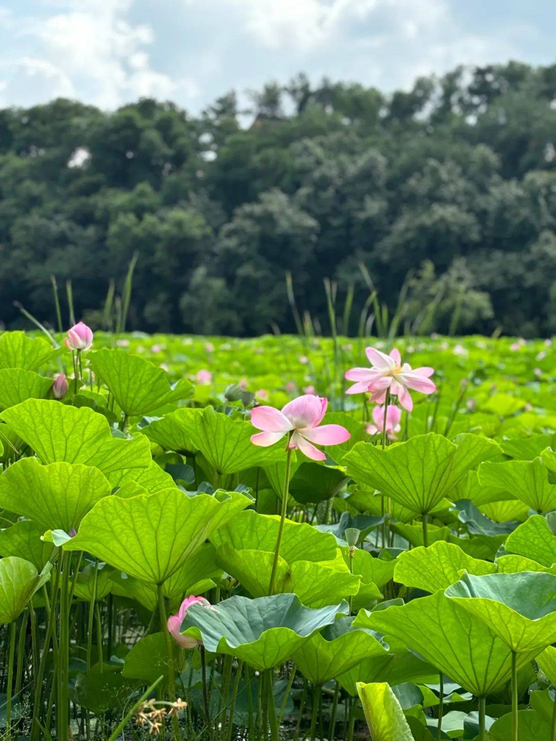 净月潭又有"新花样"!已开,速去→_湿地_荷花_公园