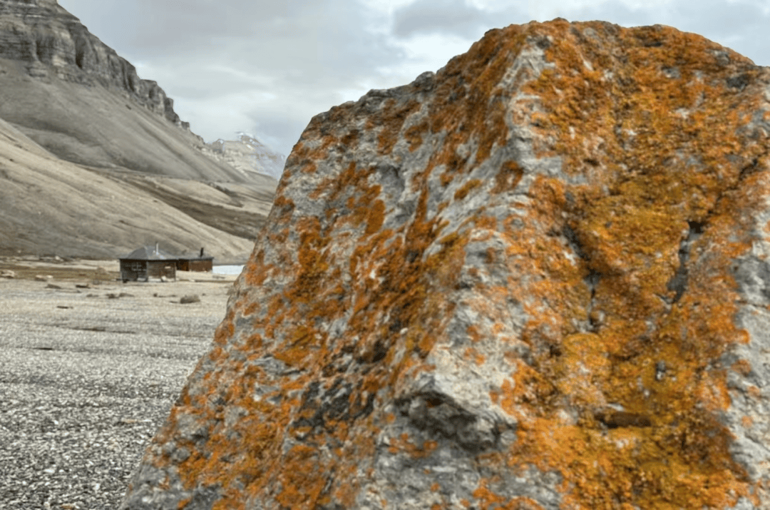 北极之旅,行行摄摄 (二):踏流冰,触冰雪,叩拜海洋动物,"冰原王者"北极