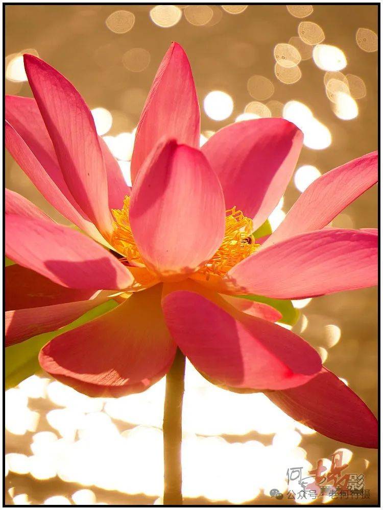 夏日莲莲看:逆光中的莲花_照片_荷花_图集