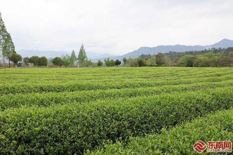 90后海归为茶园装上科技"芯"_方舟_武夷山_茶叶