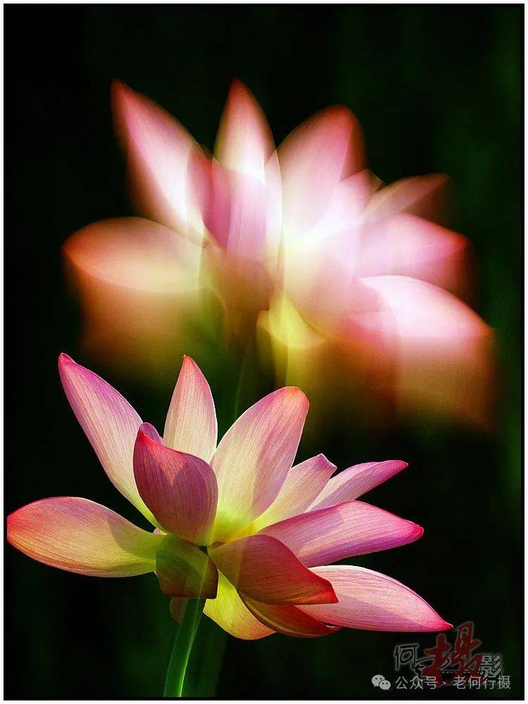 夏日莲莲看:逆光中的莲花_照片_荷花_图集