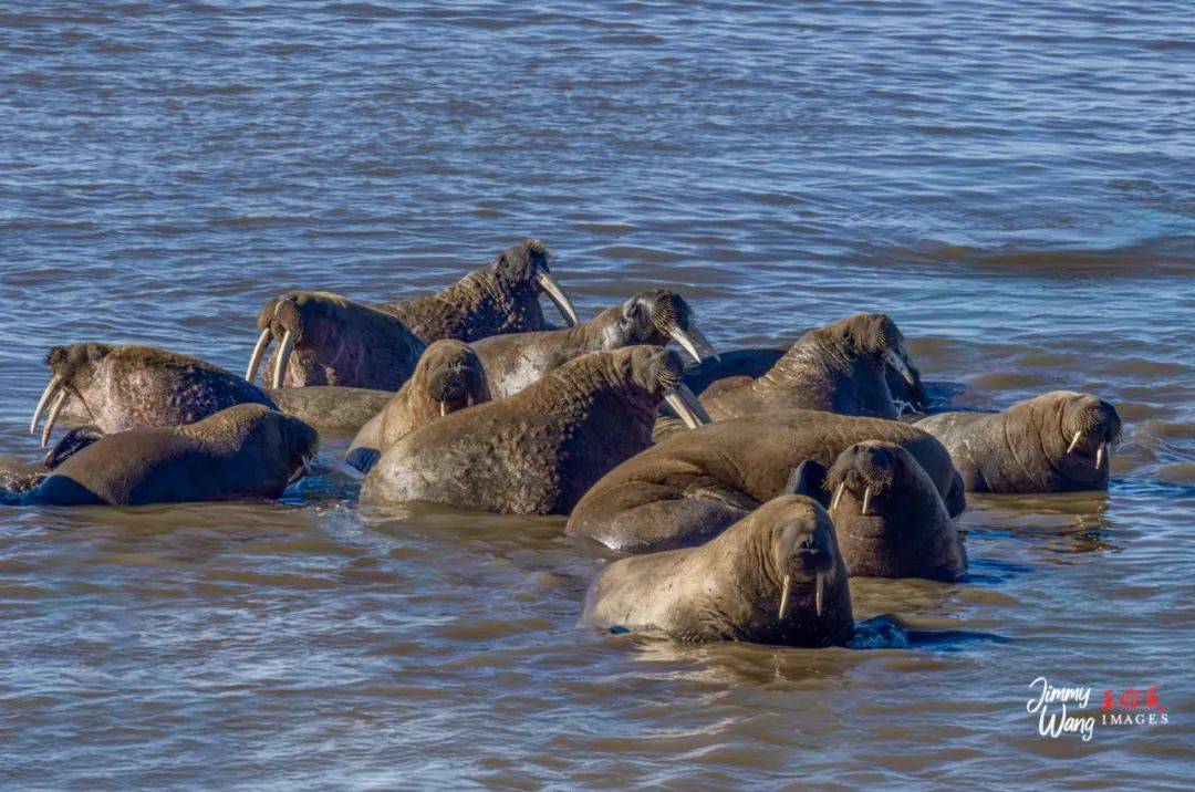 北极之旅,行行摄摄 (二):踏流冰,触冰雪,叩拜海洋动物,"冰原王者"北极