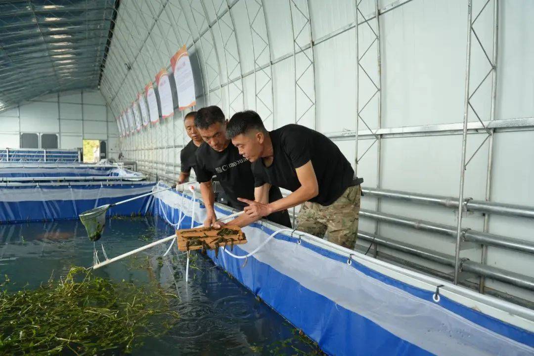 示范基地,水蛭就被当作宝贝一样,精心"侍候"着,今年8月,养殖企业从