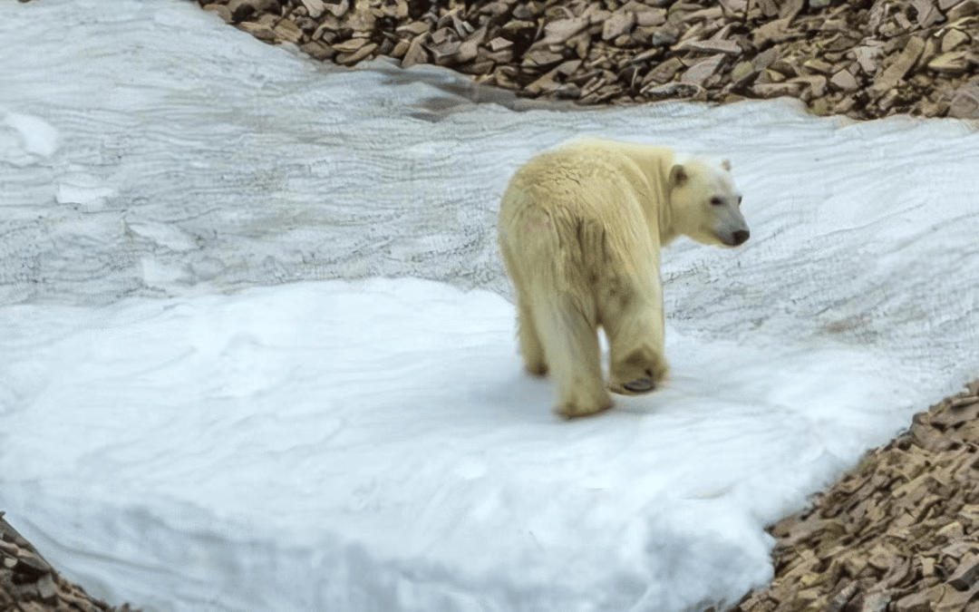 北极之旅,行行摄摄 (二):踏流冰,触冰雪,叩拜海洋动物,"冰原王者"北极