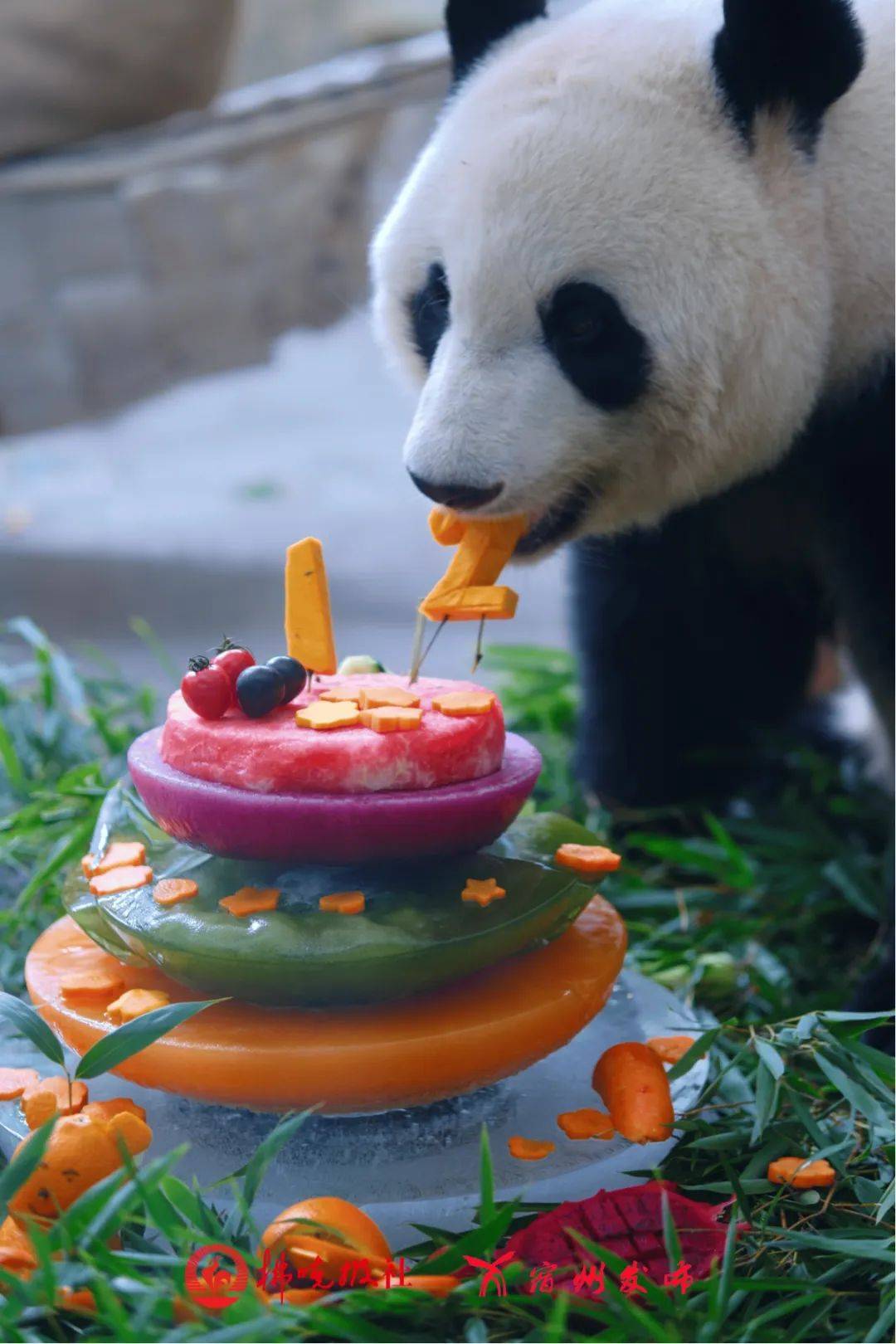 安徽唯一的大熊猫在宿州过生日啦
