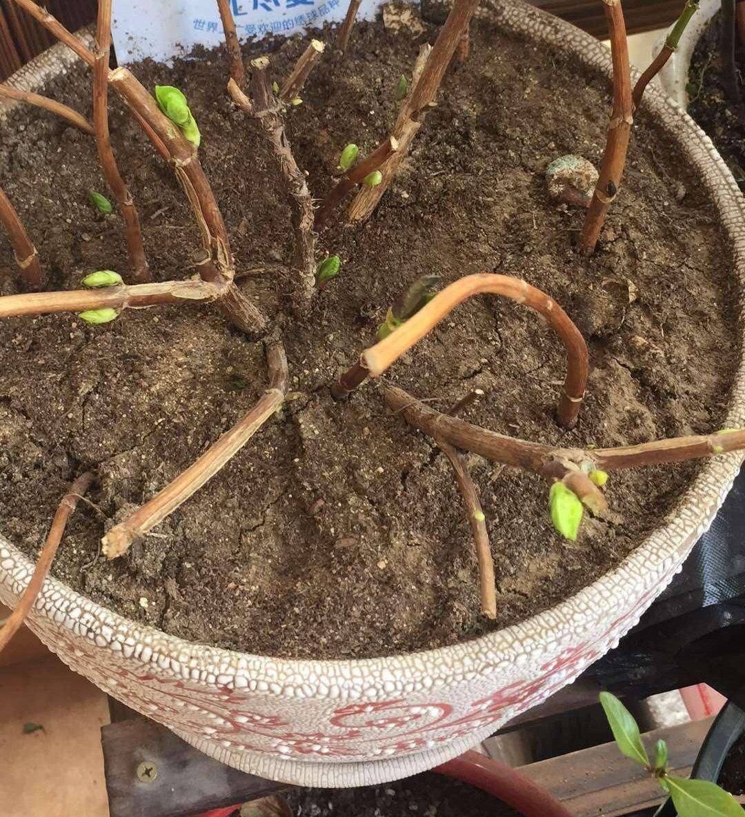 冬季养绣球,"2点"要做对,春天开花多10倍,朵朵都是大花球_修剪_枝条