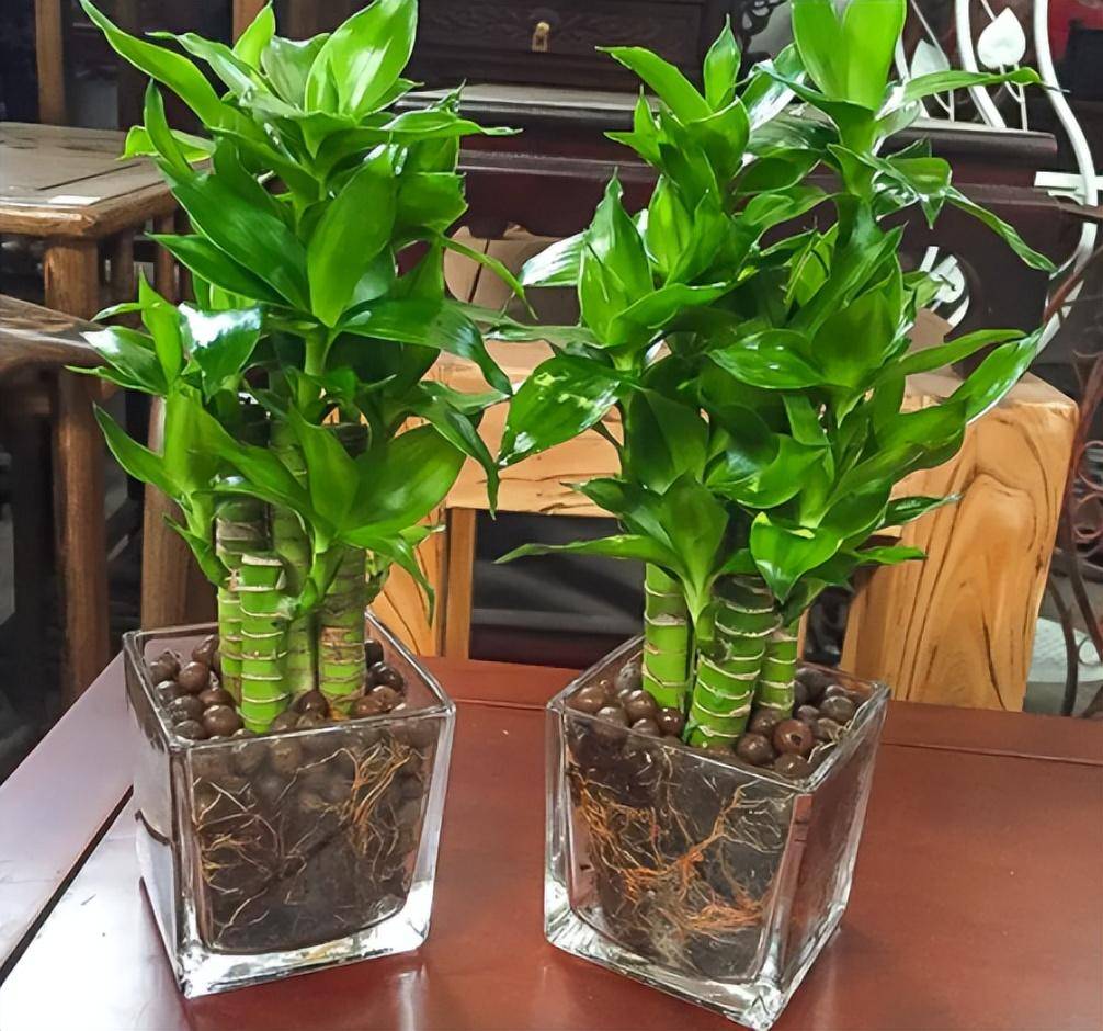 家里只养"4盆树",茂盛好养,富贵大气,净化空气,幸福平安