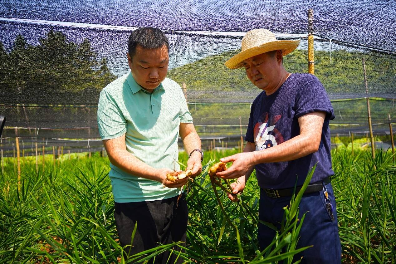 铜陵市郊区:田间管理忙 "姜"来更美好_白姜_进行_生姜