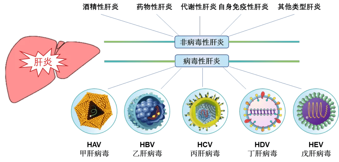 甲乙丙丁戊,带你了解这些"肝"货_病毒_甲肝_肝脏