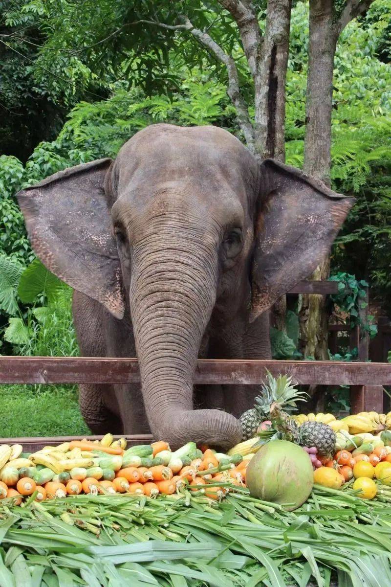 世界大象日|开启想象之旅,共建人象和谐
