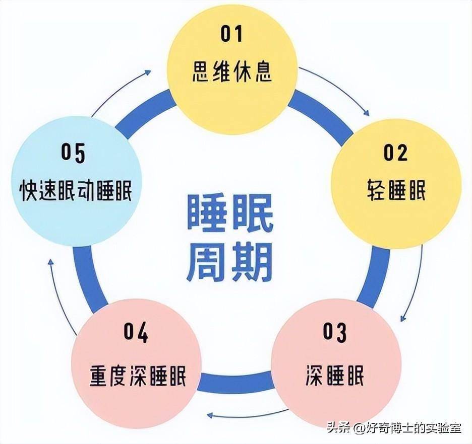 睡眠_周期表_生物钟