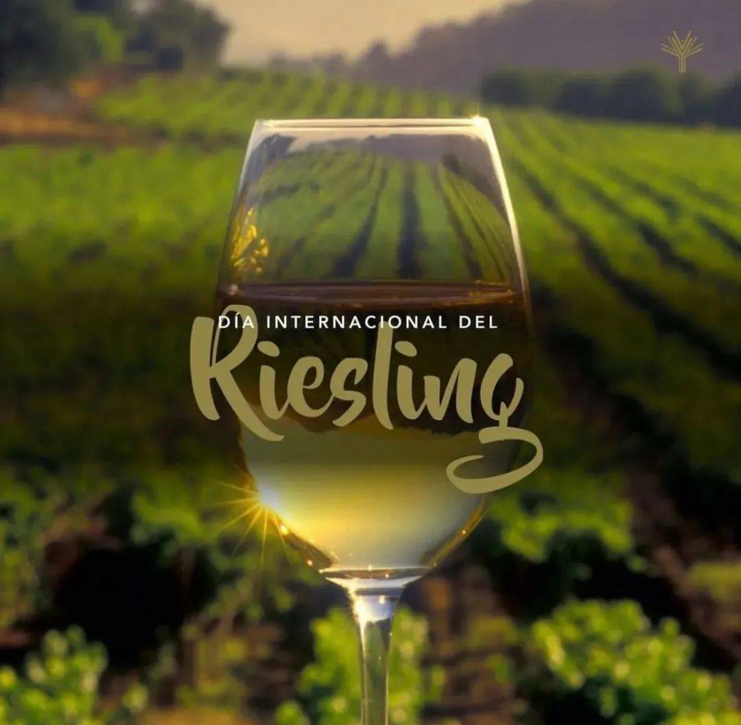 被称为「冰雪皇后」的「德国雷司令半甜白」,饮一口清新凛冽!