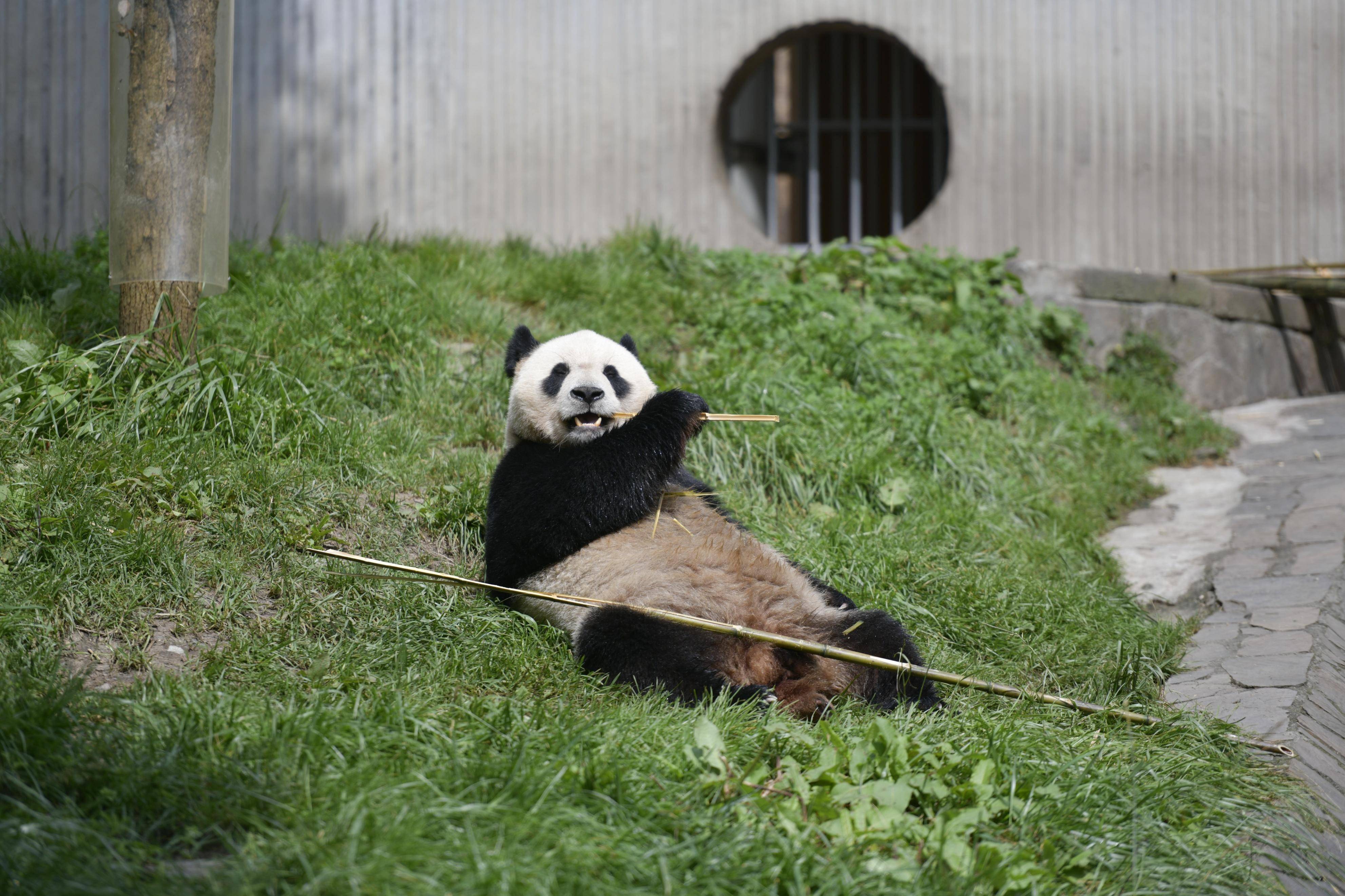 四川卧龙大熊猫苑神树坪基地,实拍"福宝""小奇迹"等大熊猫