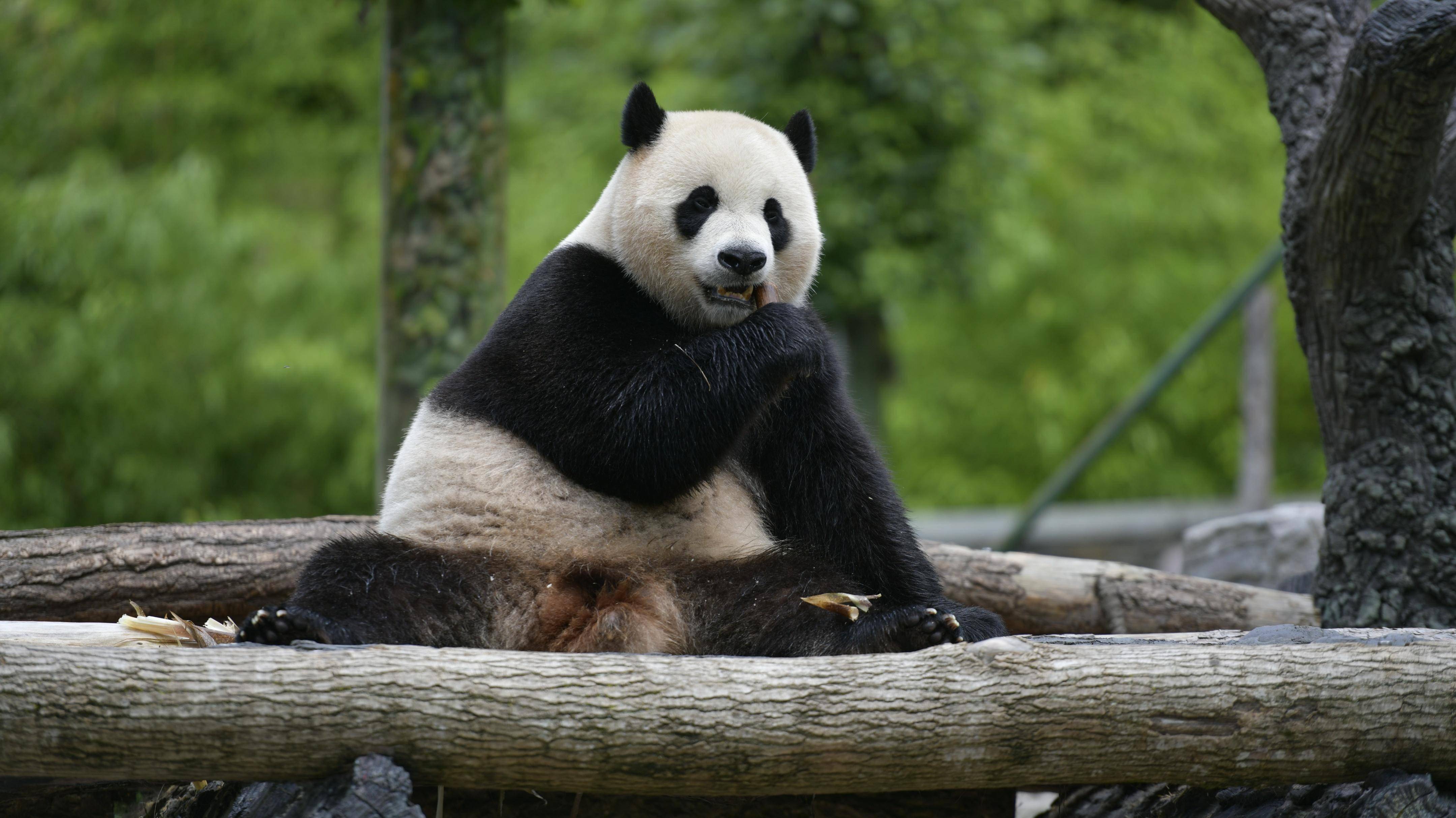 四川卧龙大熊猫苑神树坪基地,实拍"福宝""小奇迹"等大熊猫