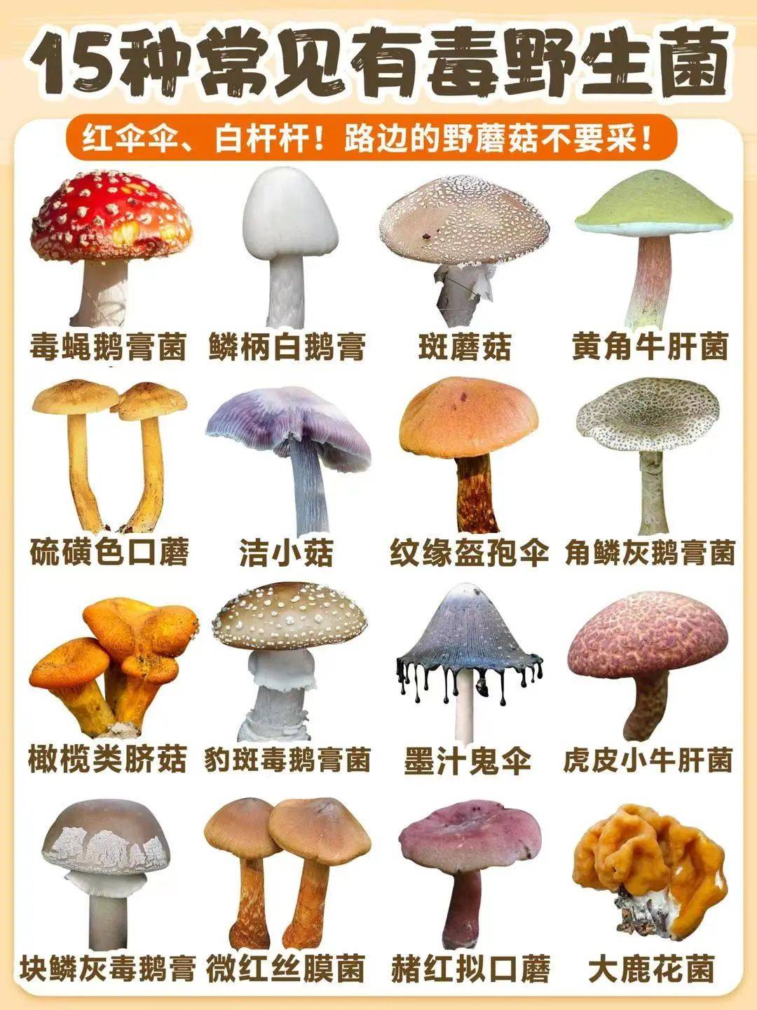 云南蘑菇中毒出现幻觉图片